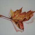 Maple Leaf - Watercolor - drawing