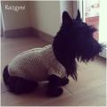 Sweater puppy - For pets - knitwork