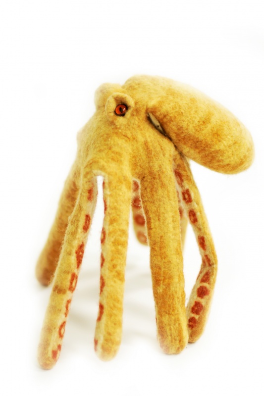 Octopus picture no. 2