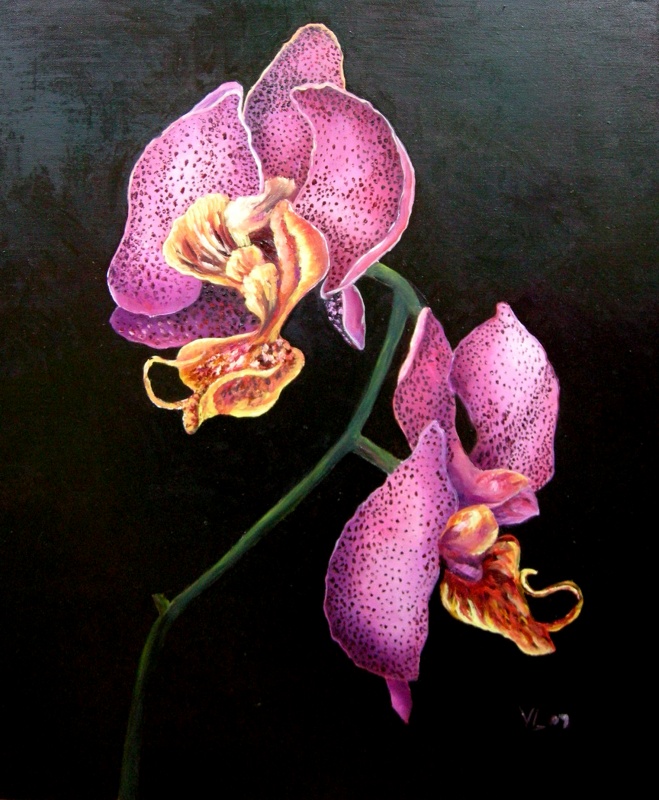 Orchid 50x60