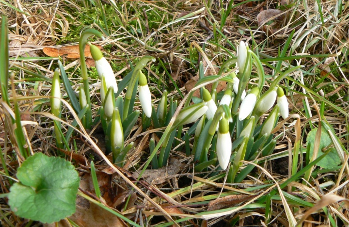  Slippers - Snowdrops picture no. 3