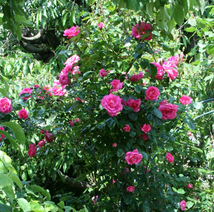 Blouse ROSE GARDEN SUMMER  picture no. 3