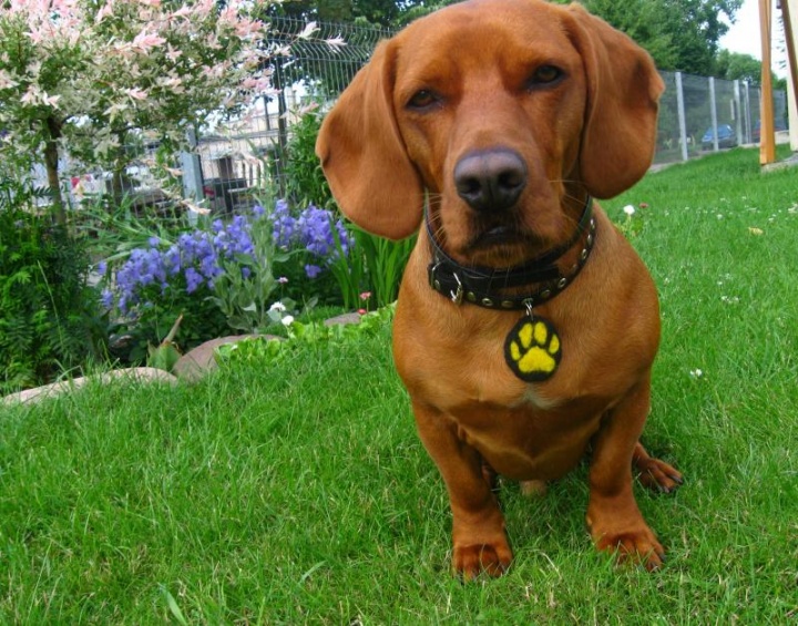 Puppy pendant