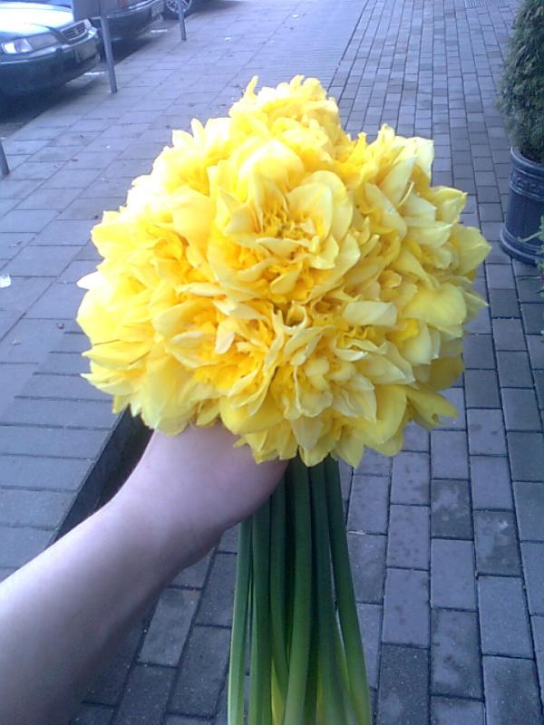 Young narcissus bouquet