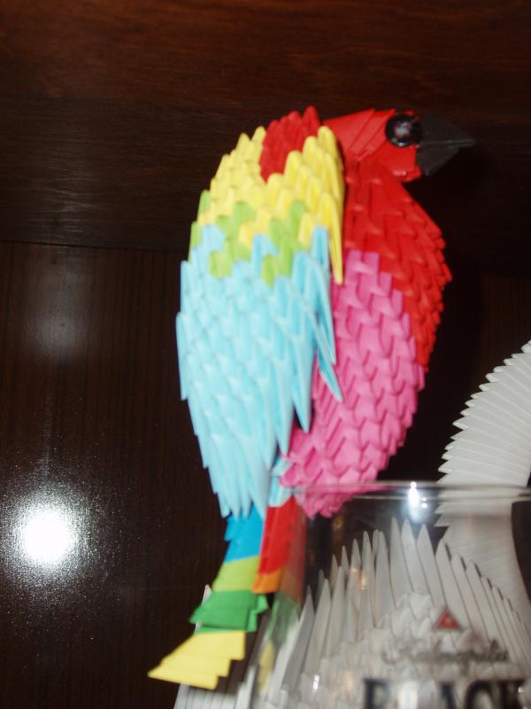 Parrots picture no. 2