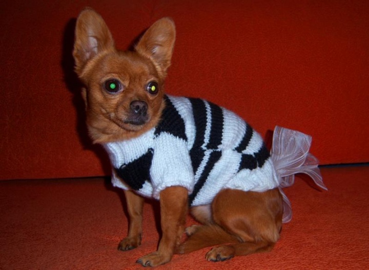 sweater Suni