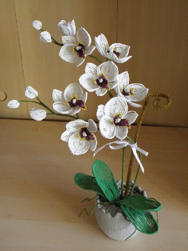 Orchideja " Edith "